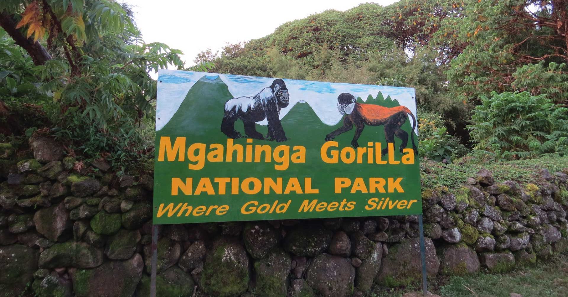 Gorilla trekking and tracking experience.