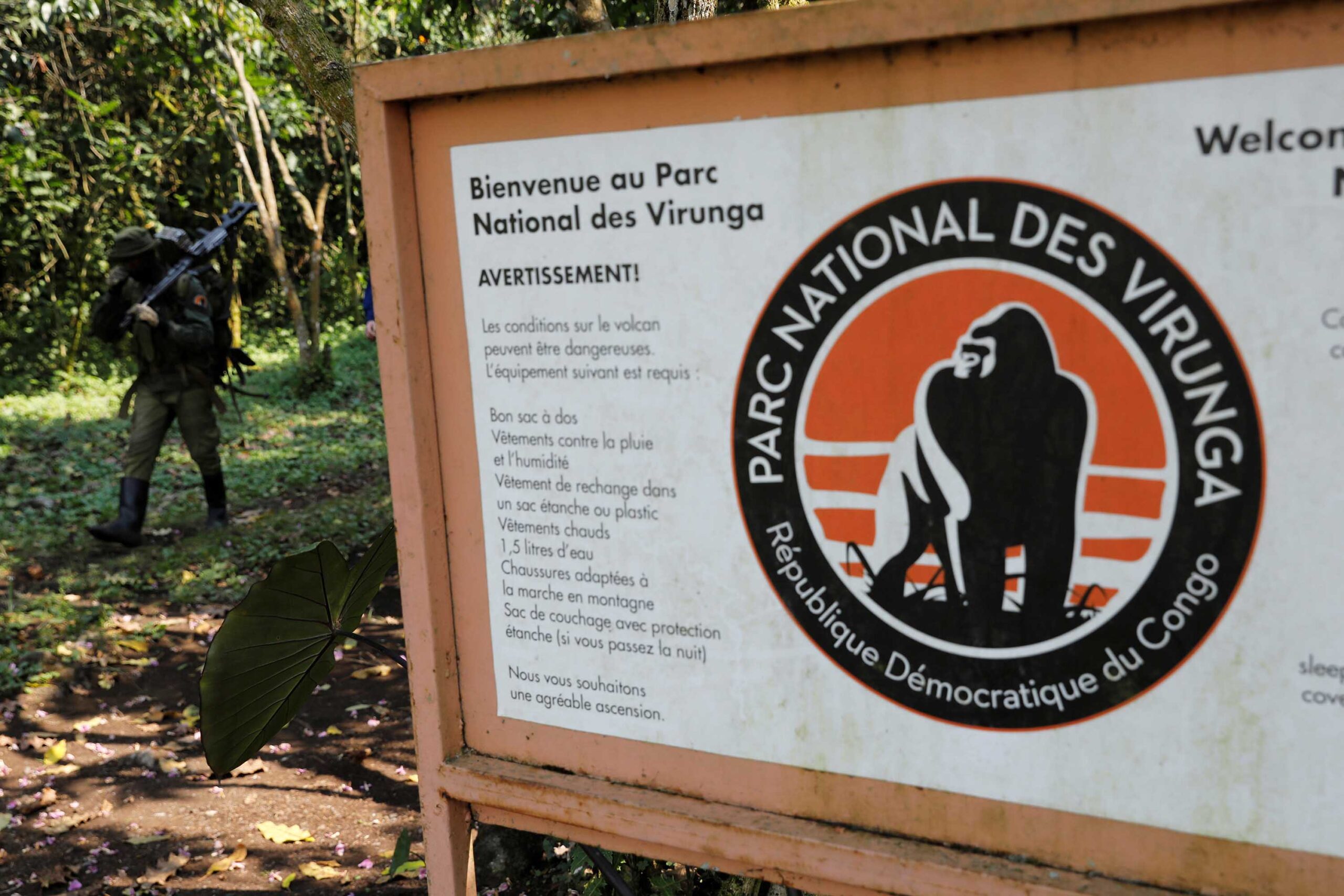 Gorilla trekking and tracking experience.