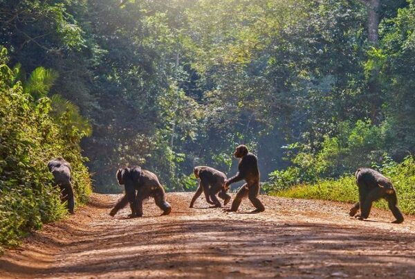 Grand Total Estimate for The Ultra-Luxury 7-Day Primate Itinerary (Per Person)