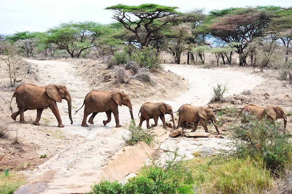 Katavi National Park: 7 Must-Do Activities