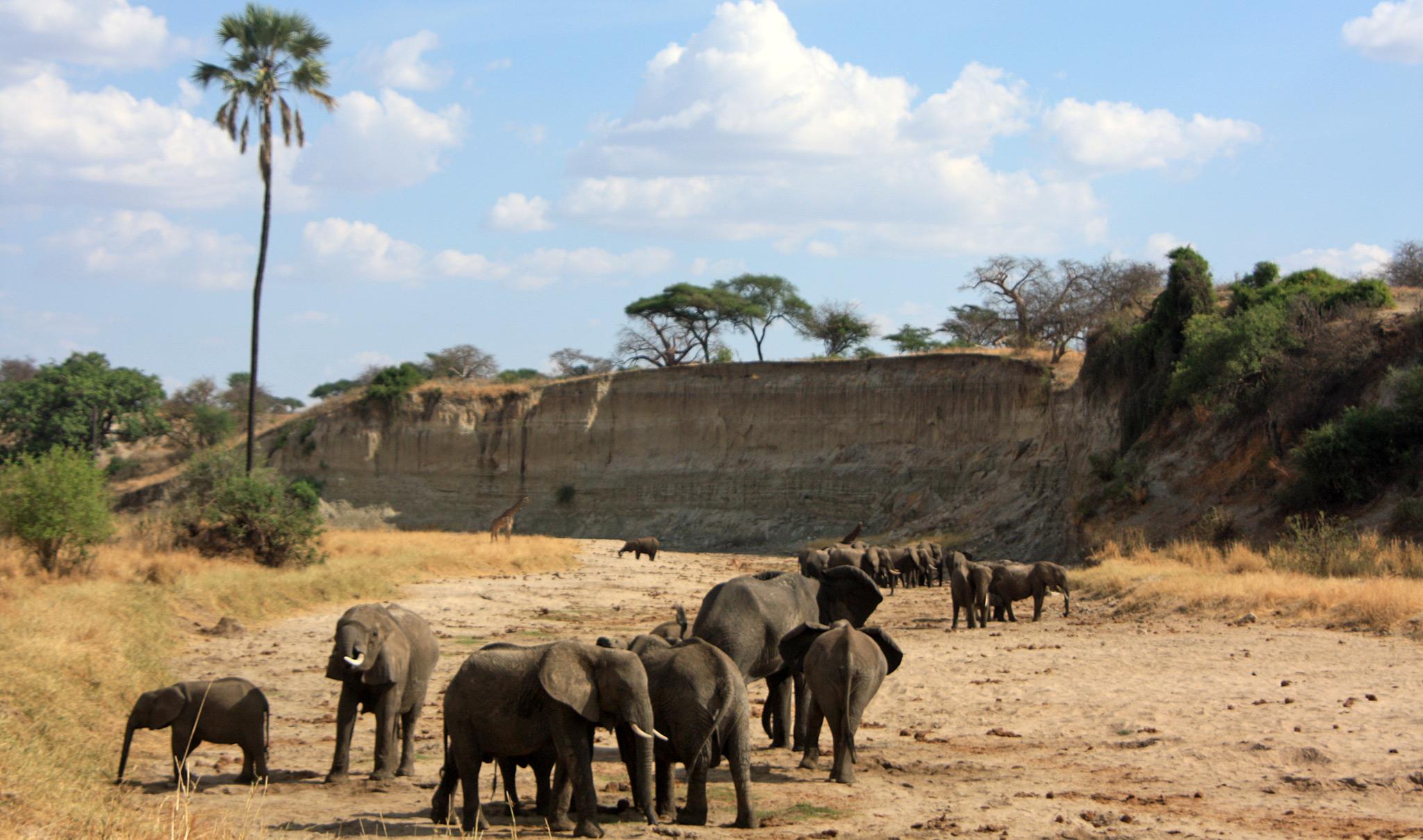Protected Area of Tarangire