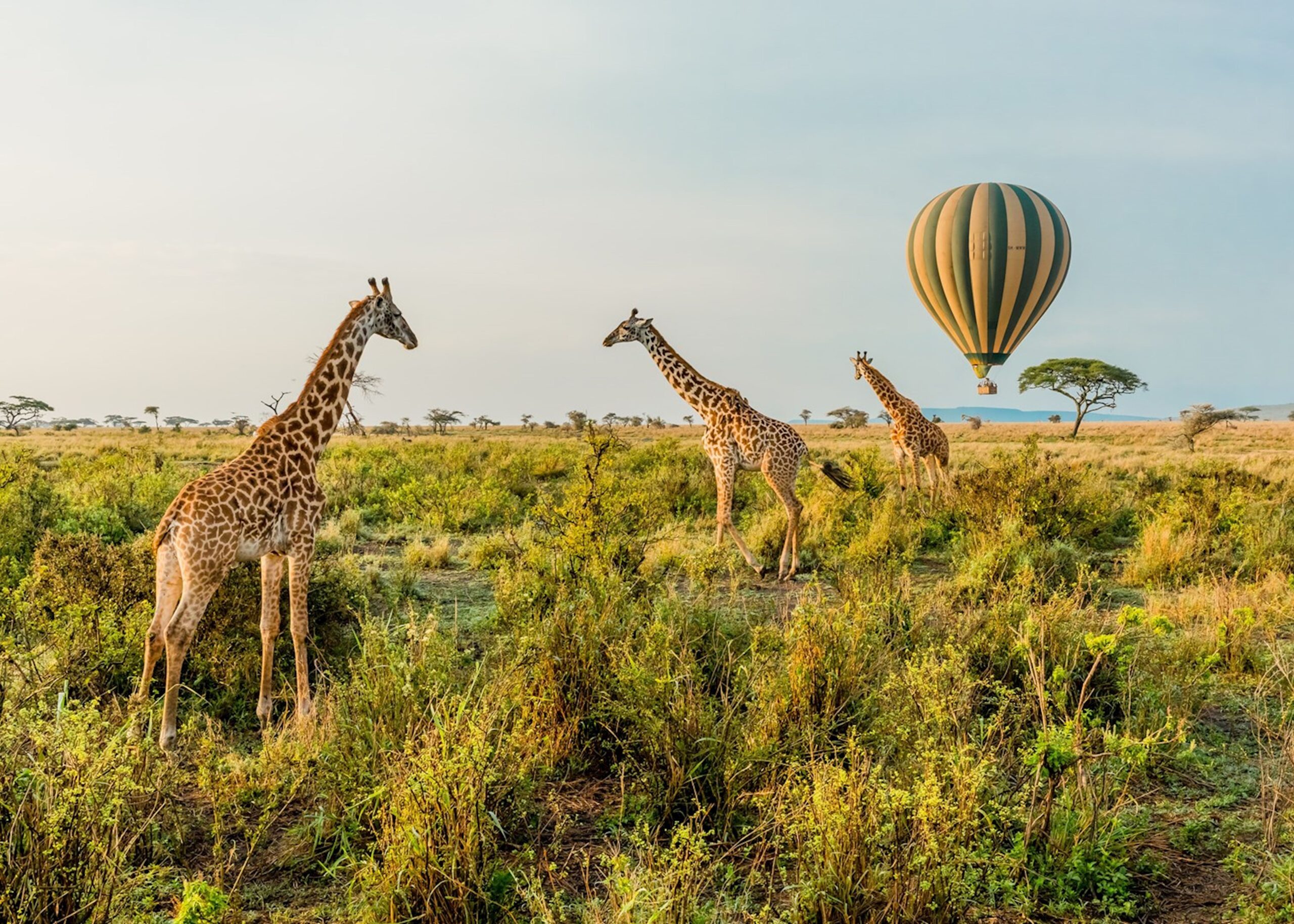 Reasons to Take a Balloon Ride Over the Serengeti