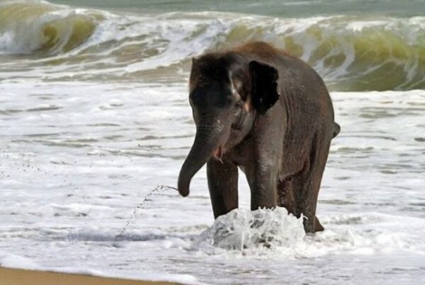 Saadani National Park's fauna