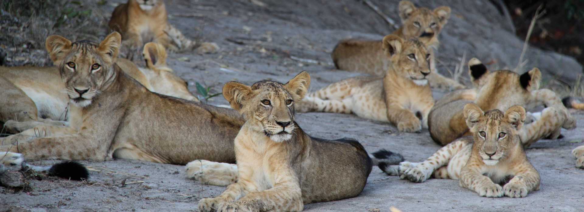 Saadani National Park: What to Do While There