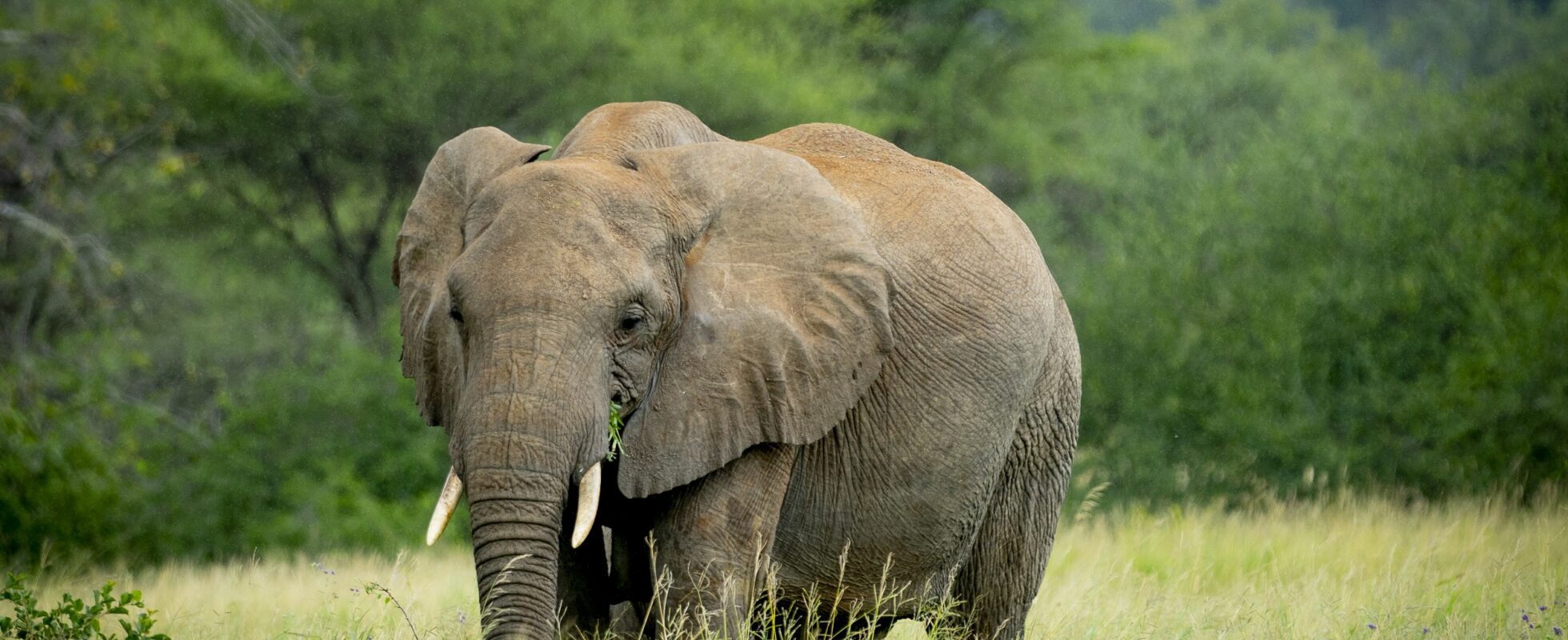 In 2025, Tarangire National Park Will Be Revered As An Elephant Haven.