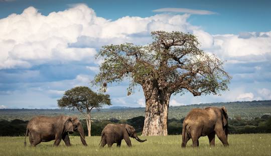 In 2025, Tarangire National Park Will Be Revered As An Elephant Haven.