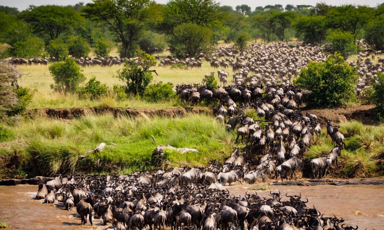 The Best of Tanzania