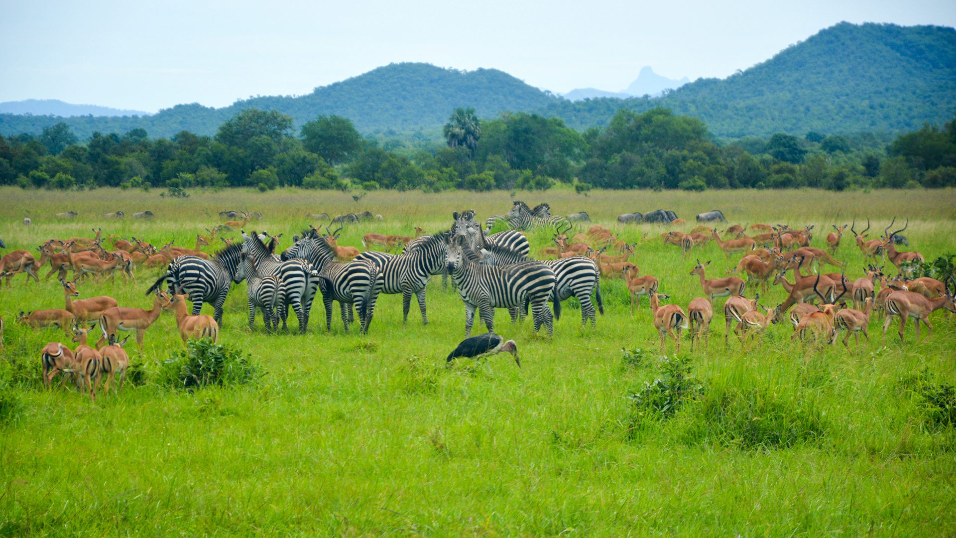 The Five Most Popular Tourist Spots in Southern Tanzania