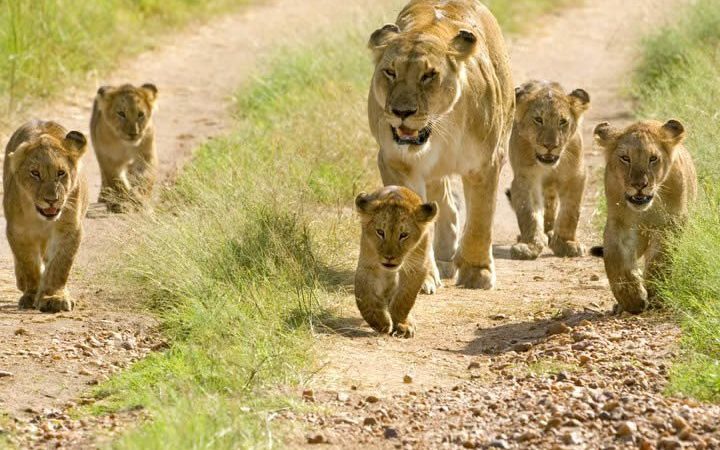 The Five Most Popular Tourist Spots in Southern Tanzania