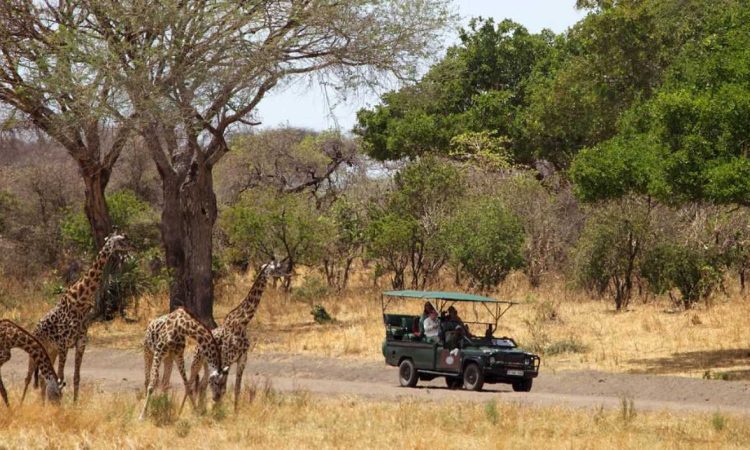 The Top 4 Attractions for First-Time Visitors to Tanzania