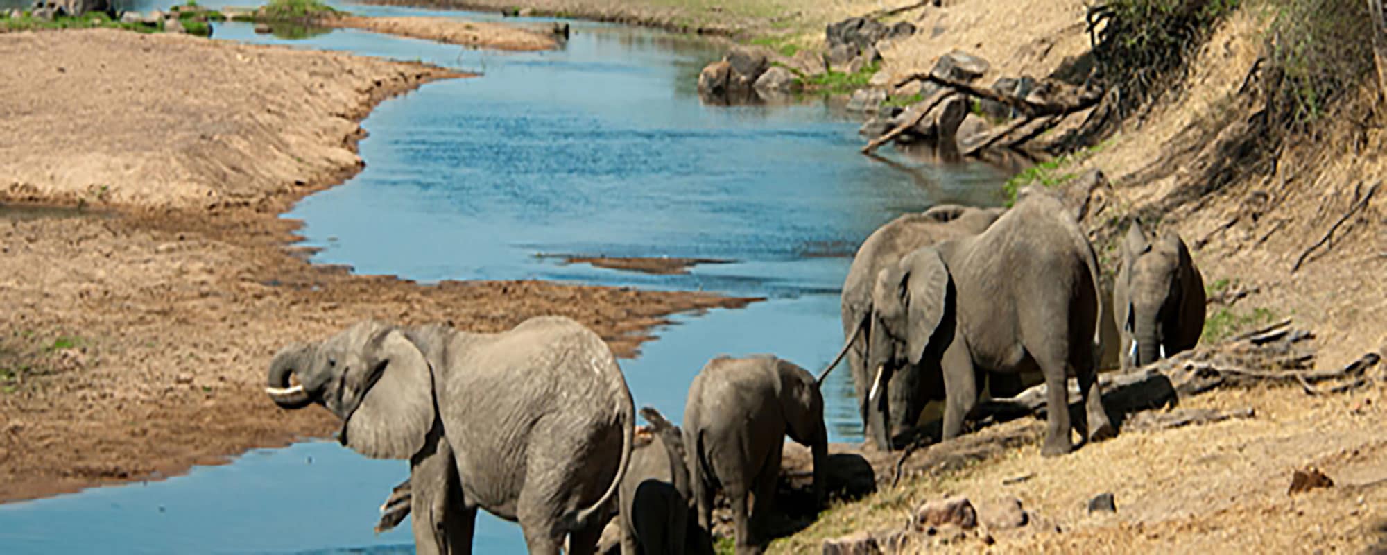 Top 7 Animals to Spot on a Safari in Tanzania