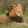 Top 7 Animals to Spot on a Safari in Tanzania