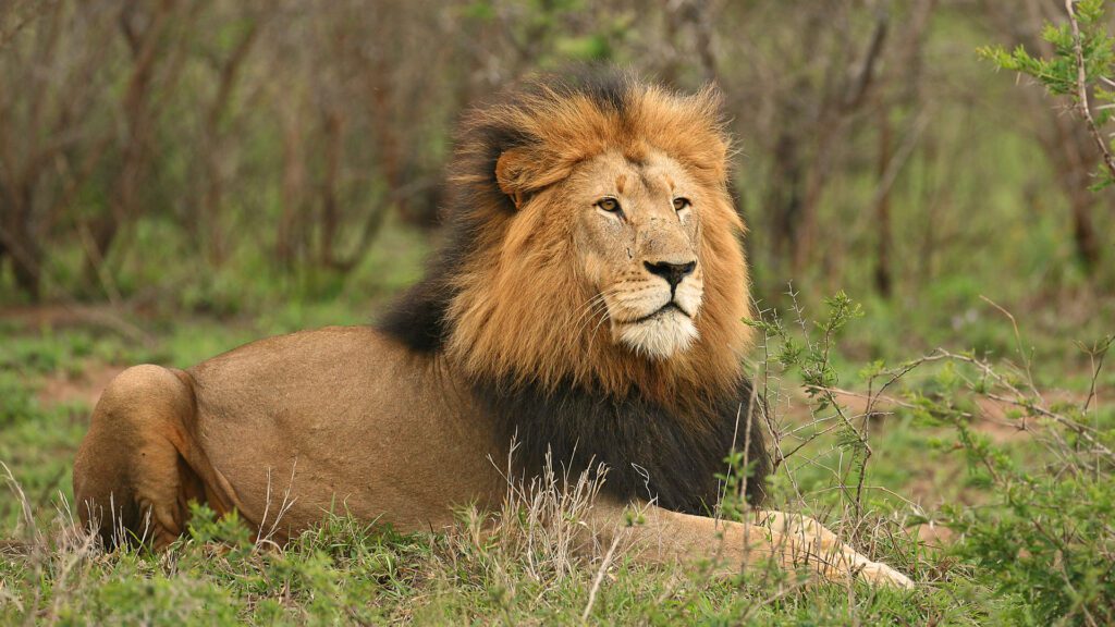 Top 7 Animals to Spot on a Safari in Tanzania