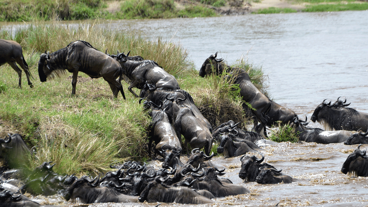 Two Unvisited Areas of the Serengeti