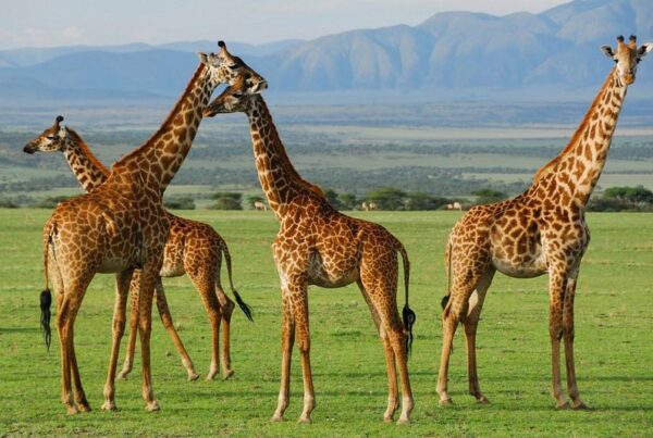 Two Unvisited Areas of the Serengeti