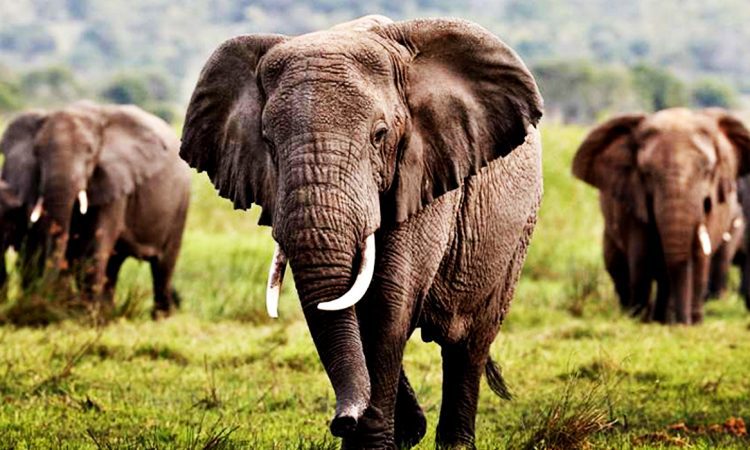 What Makes Mikumi National Park Special?