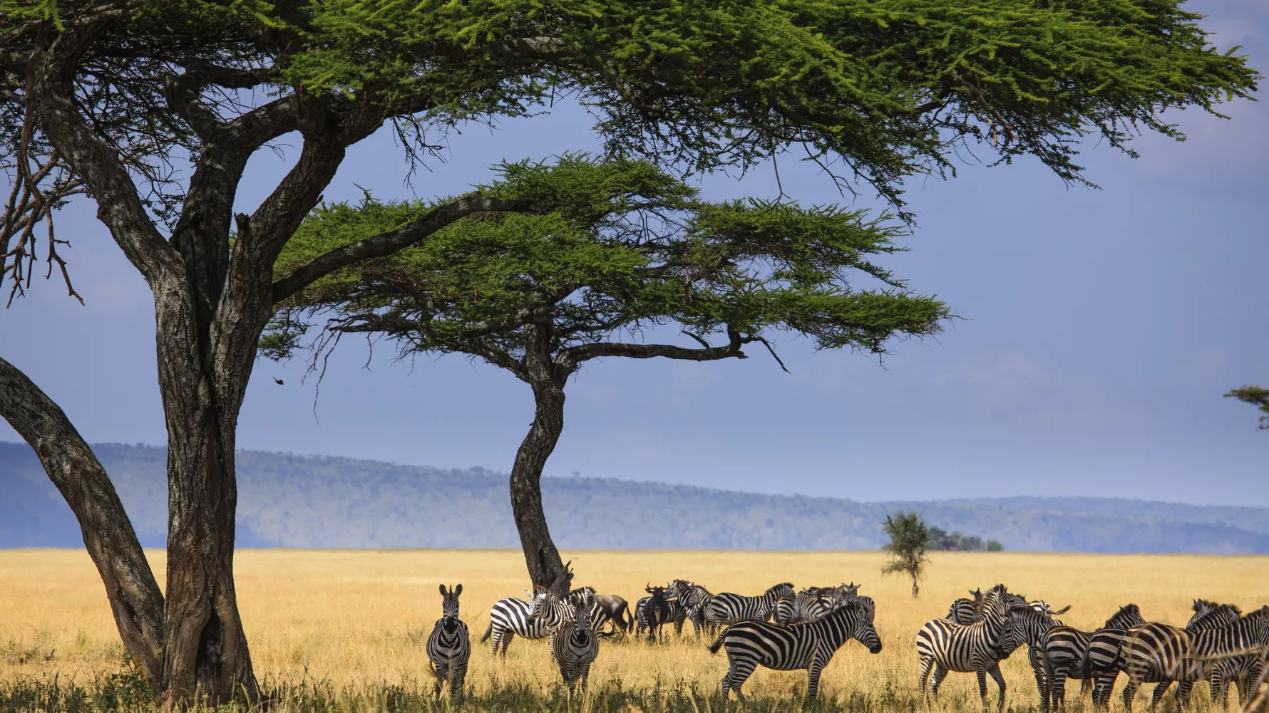 What Should I Do If This Is My First Time in the Serengeti?
