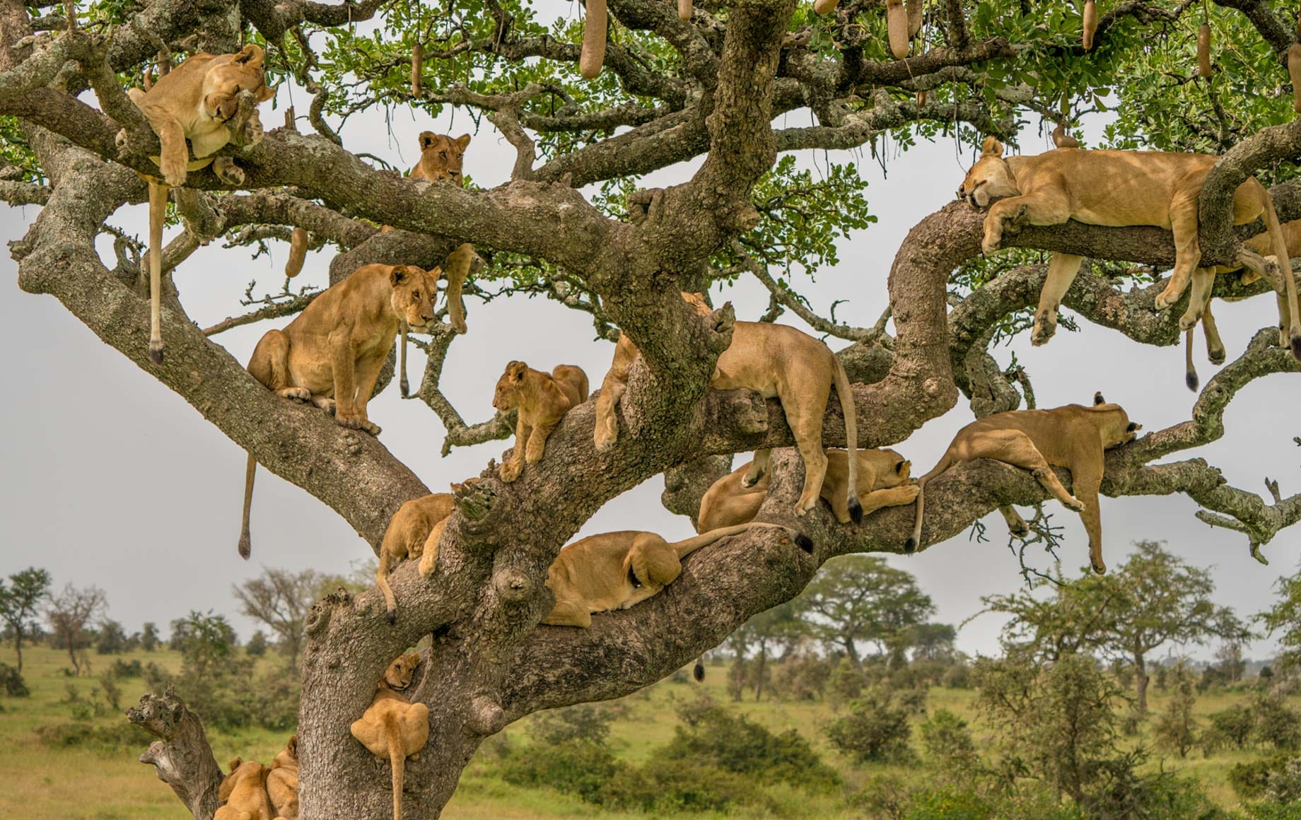What Should I Do If This Is My First Time in the Serengeti?