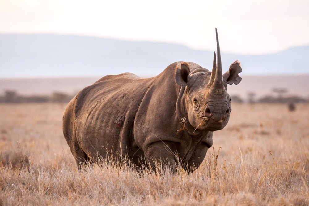 Where in Tanzania Can I See Rhinos?