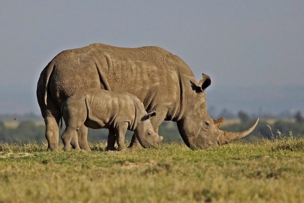 Where in Tanzania Can I See Rhinos?
