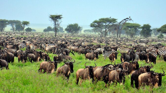 Which is superior, the Serengeti or the Tarangire?