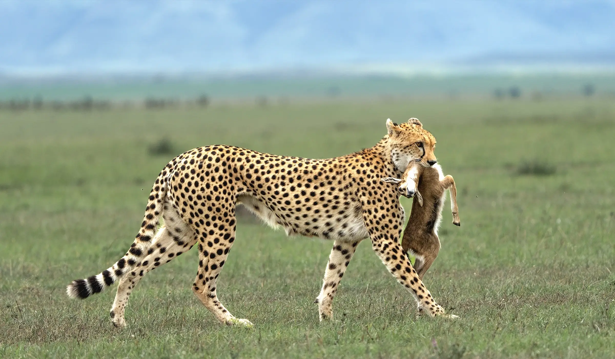 Which is superior, the Serengeti or the Tarangire?