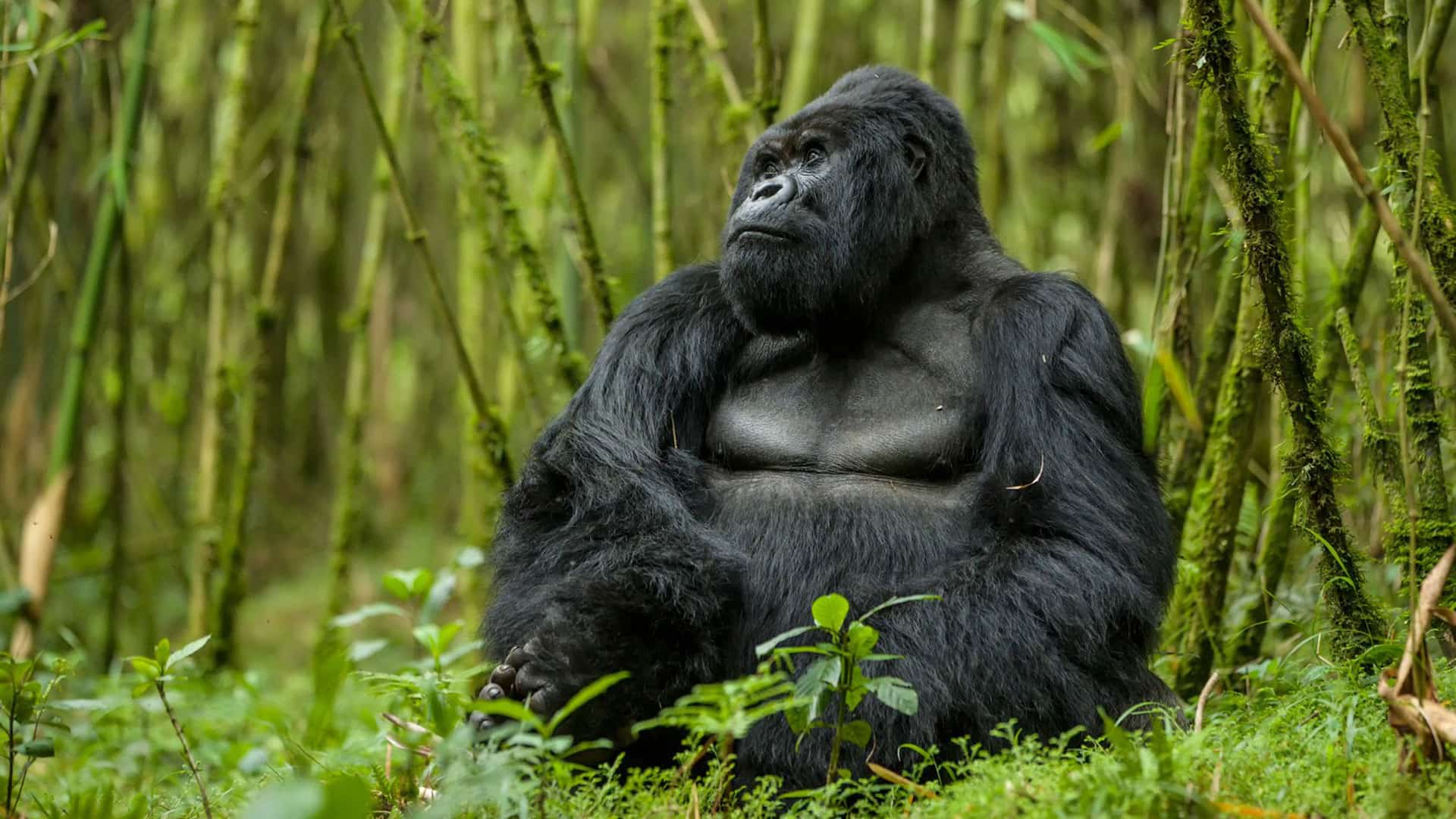 10 Unique Experiences You Can Only Have in Rwanda and Tanzania