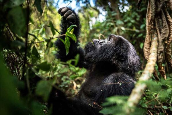 5 Perfect Days to Stay in Rwanda