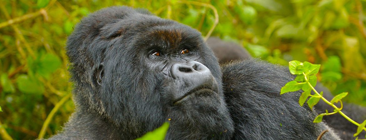 5 Wildlife and Gorilla Pairings to Try in 2026