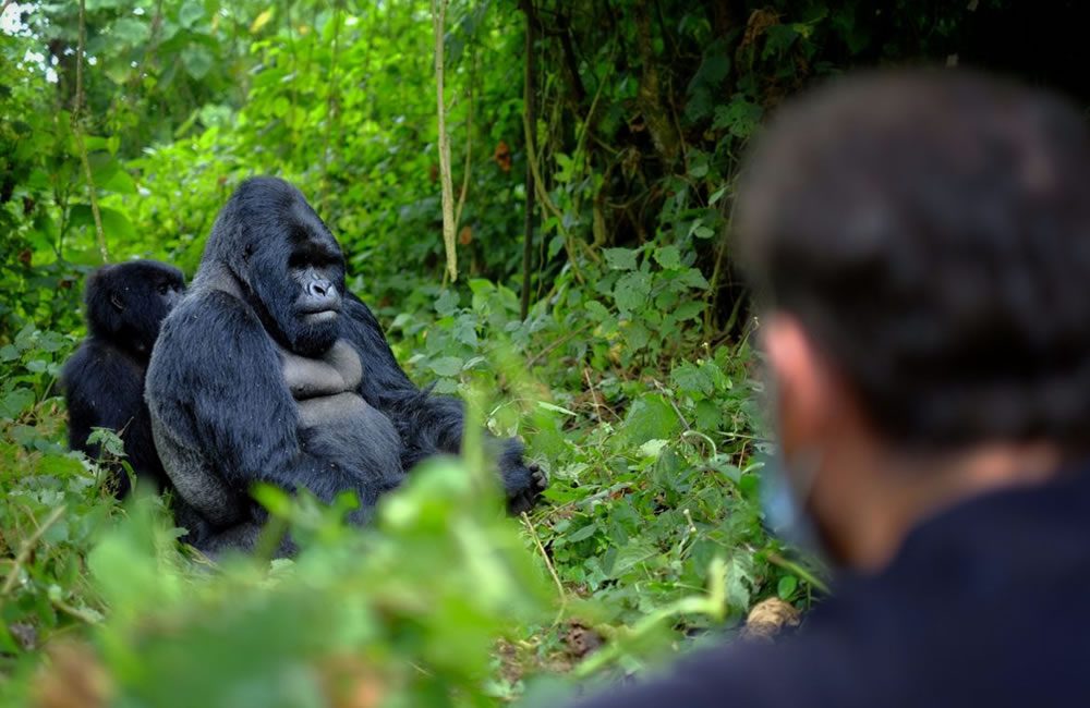 5 Wildlife and Gorilla Pairings to Try in 2026.
