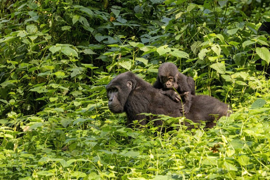 Beyond the Bucket List: Apes and Wildlife Adventure
