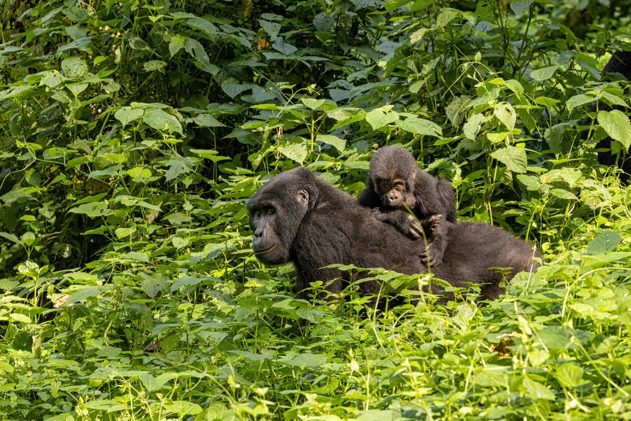Beyond the Bucket List: Apes and Wildlife Adventure