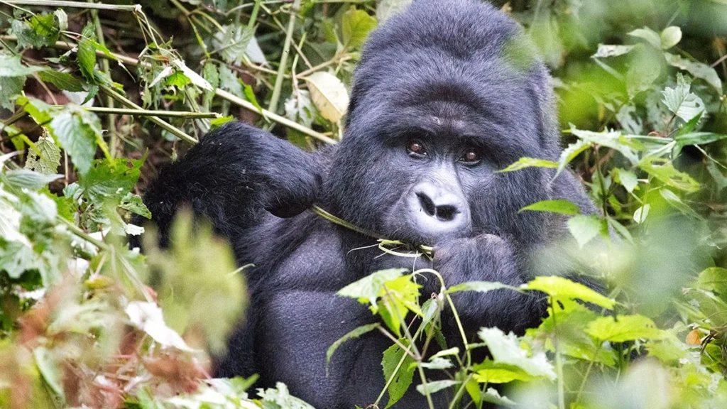 East African Great Apes