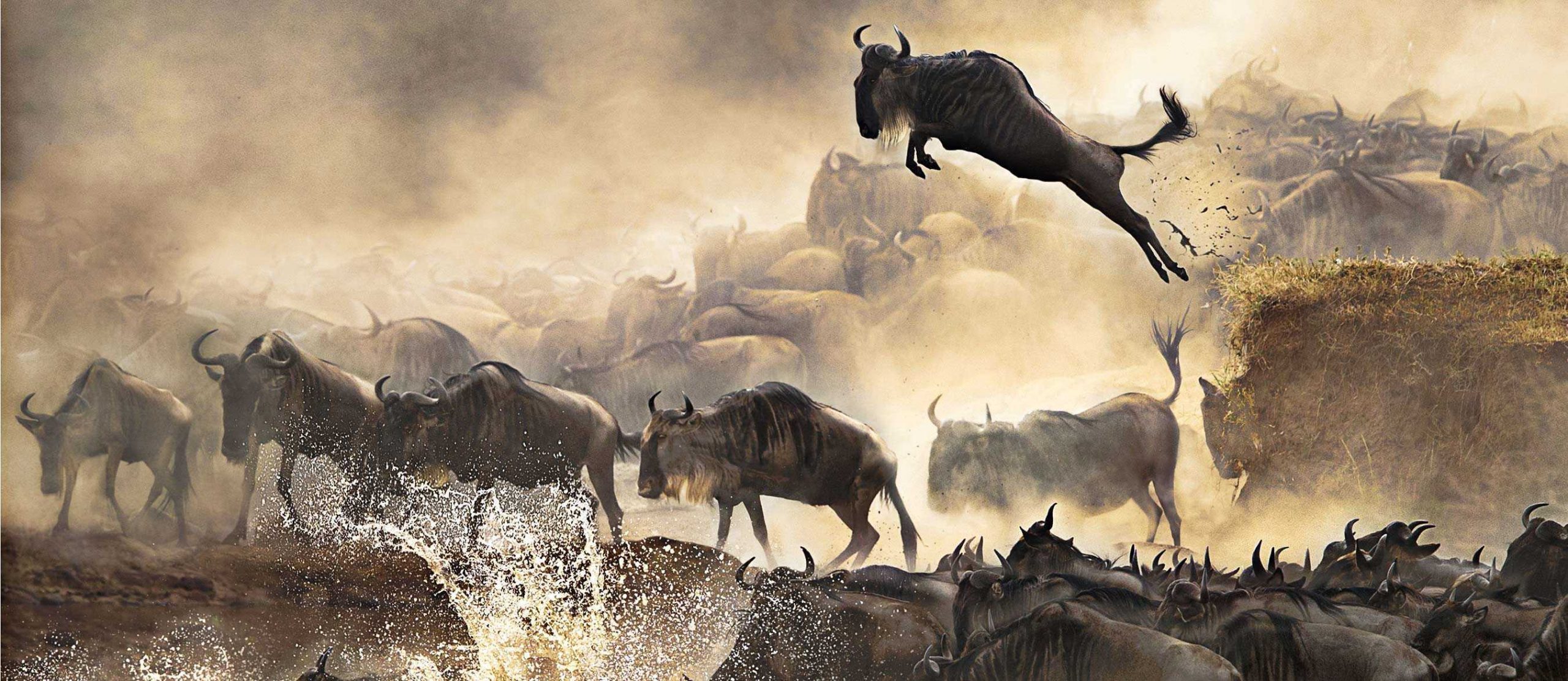Facts About the Wildebeest Migration