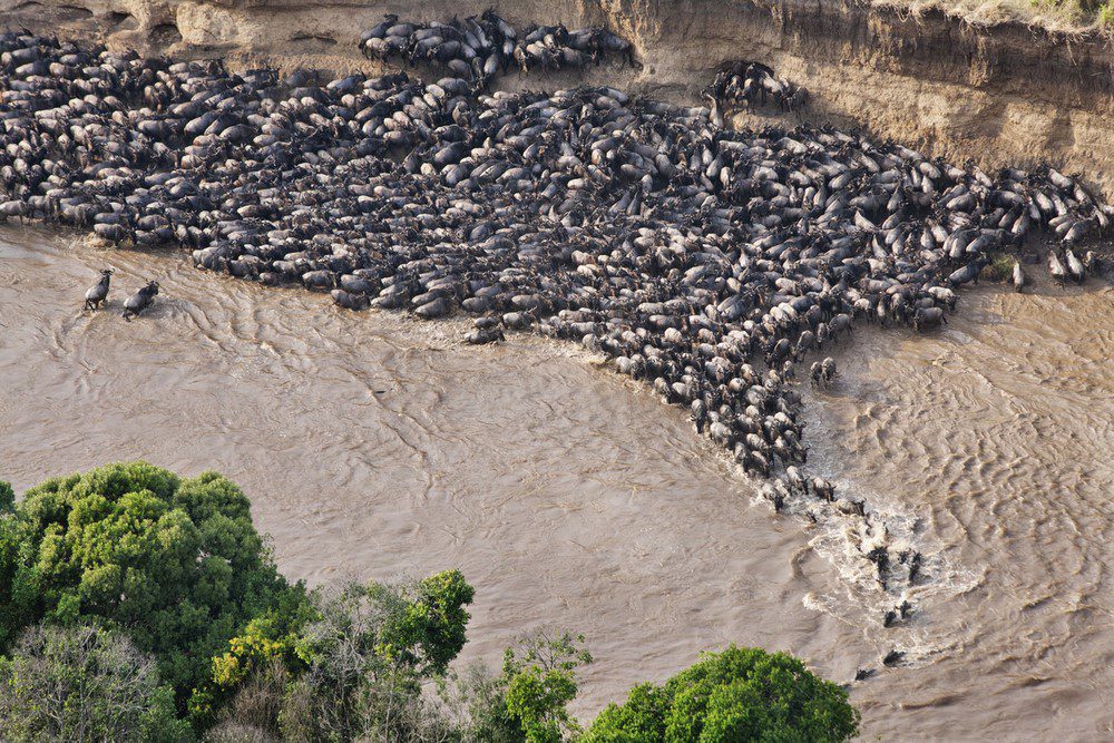 Facts About the Wildebeest Migration