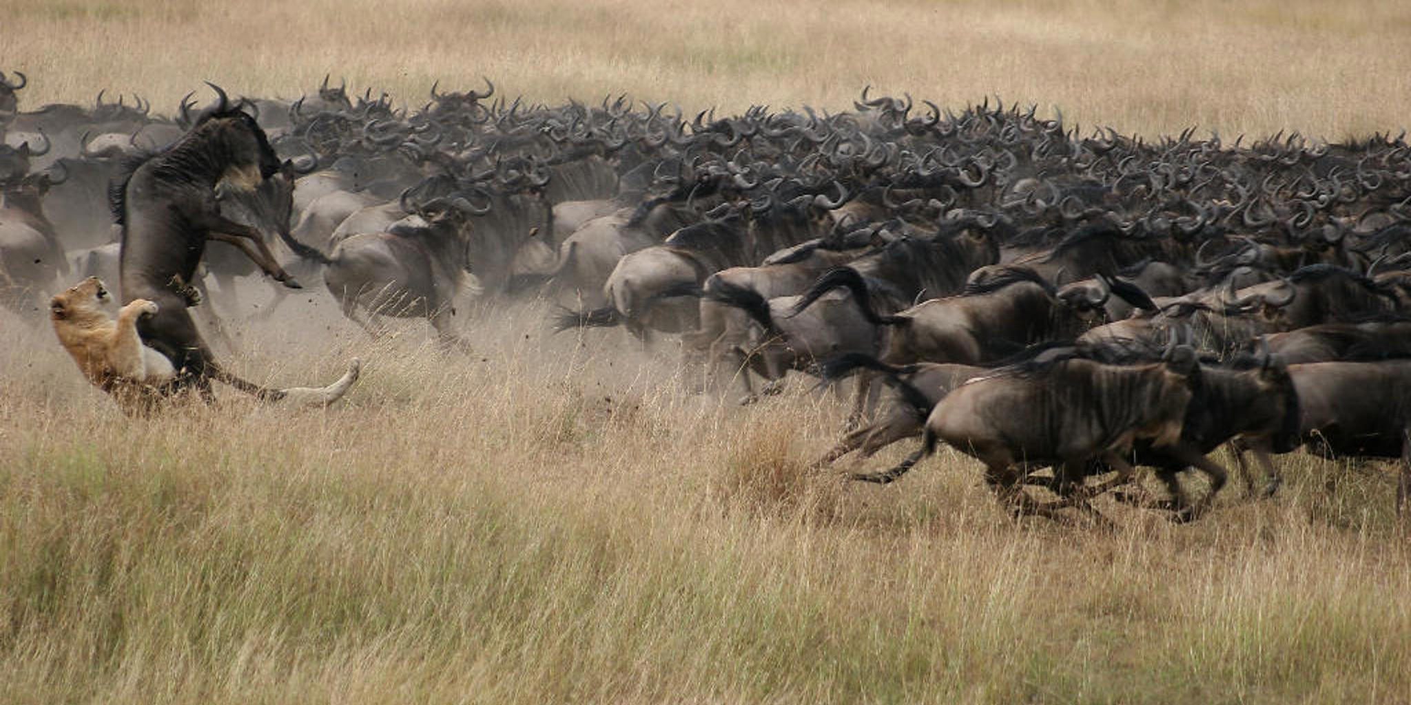 Facts About the Wildebeest Migration