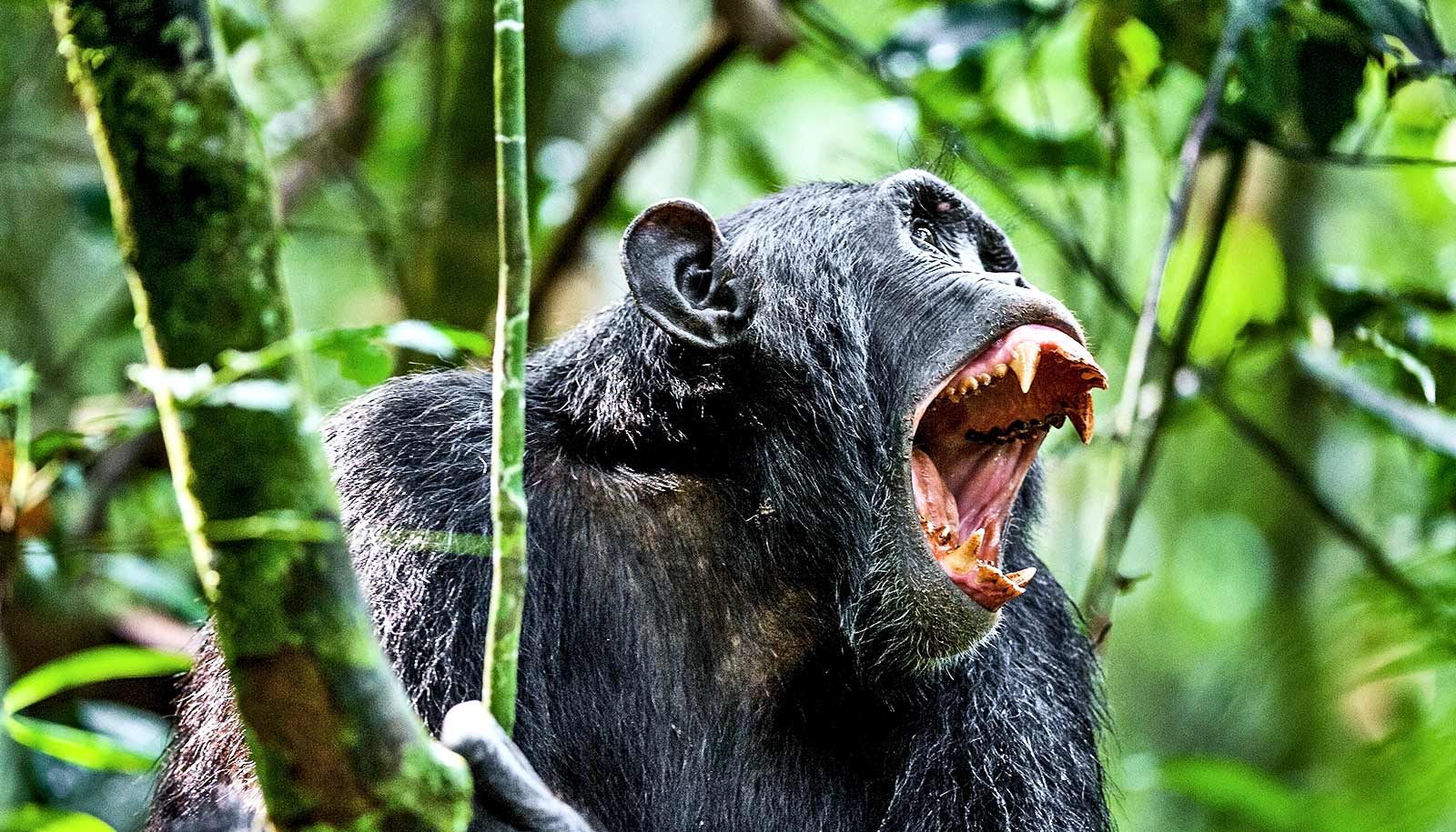 Gombe Stream National Park
