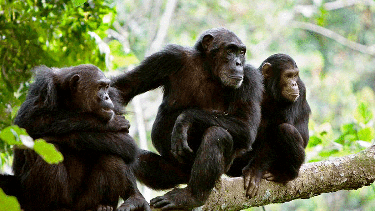 Gombe Stream National Park