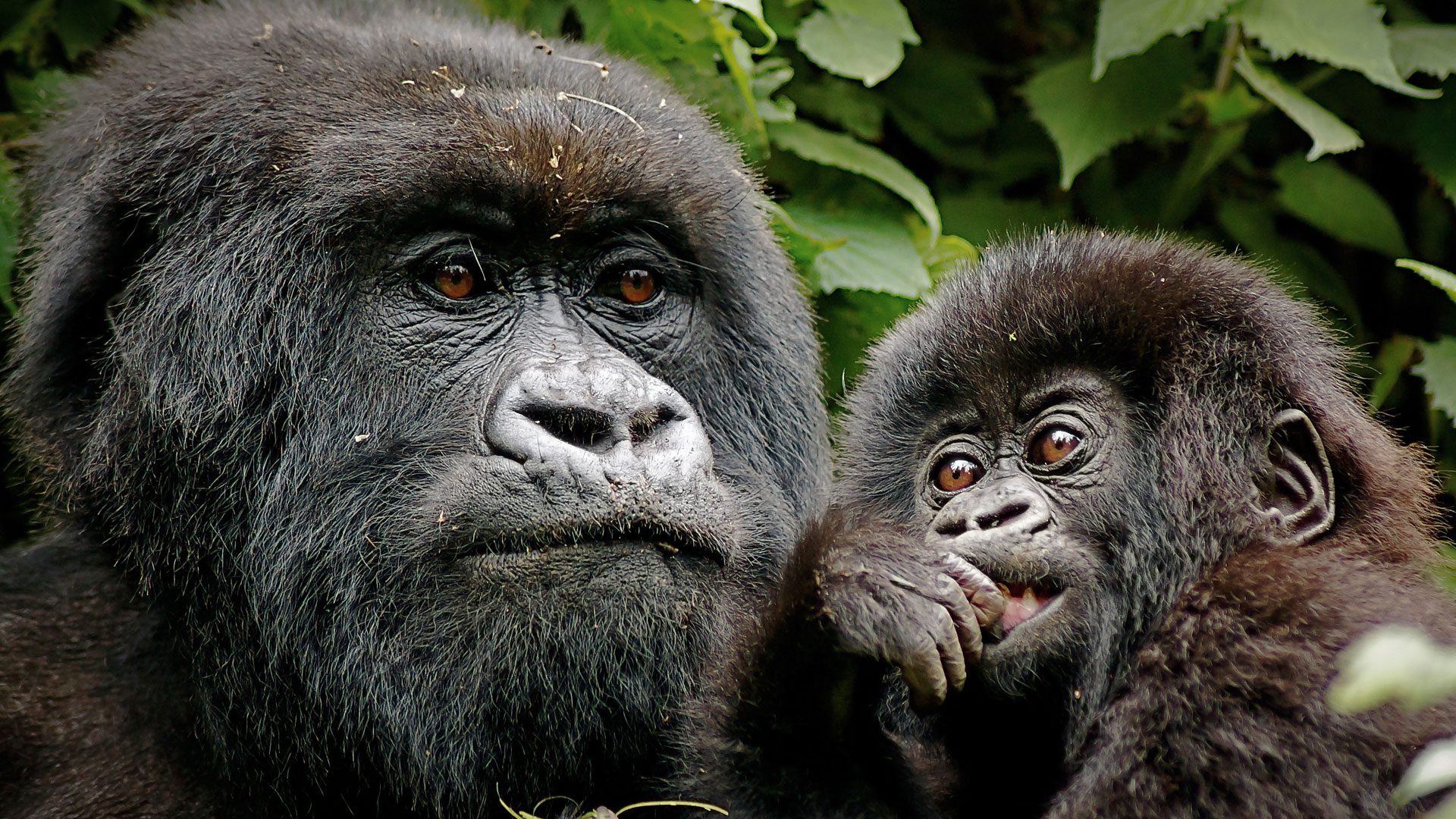 How Many Days Are Enough for Wildlife in Tanzania and Gorillas.