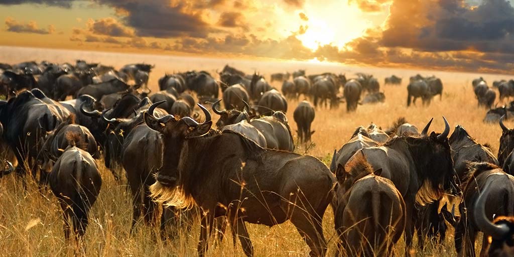 Luxury &budget Great Wildebeest Migration Safari Packages & Costs,best spot