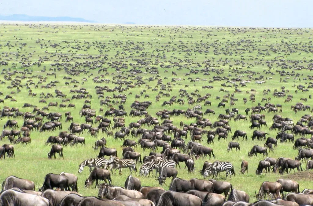 Luxury &budget Great Wildebeest Migration Safari Packages & Costs,best spot