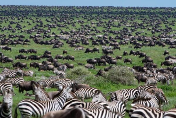 A comprehensive reference for tourists visiting Tanzania's Serengeti National Park