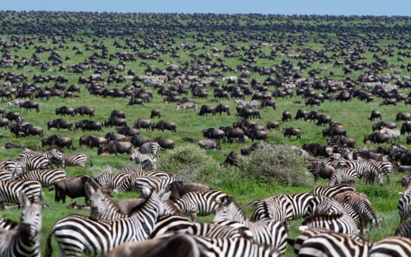 A comprehensive reference for tourists visiting Tanzania’s Serengeti National Park