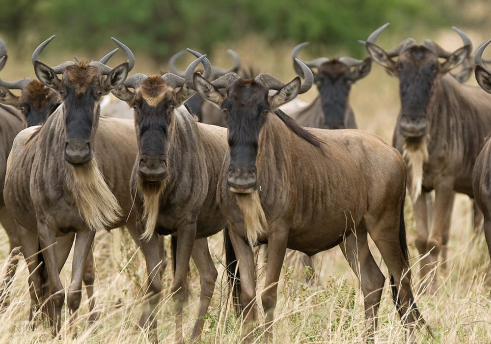 Park fees AND PASSES Serengeti National Park 1 Park fees and passes Serengeti National Park