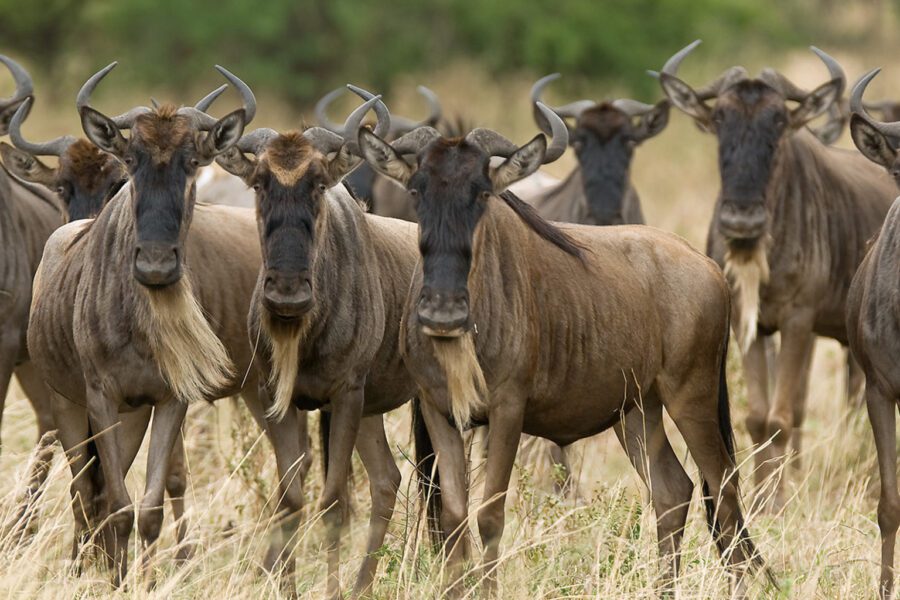 Park fees and passes Serengeti National Park