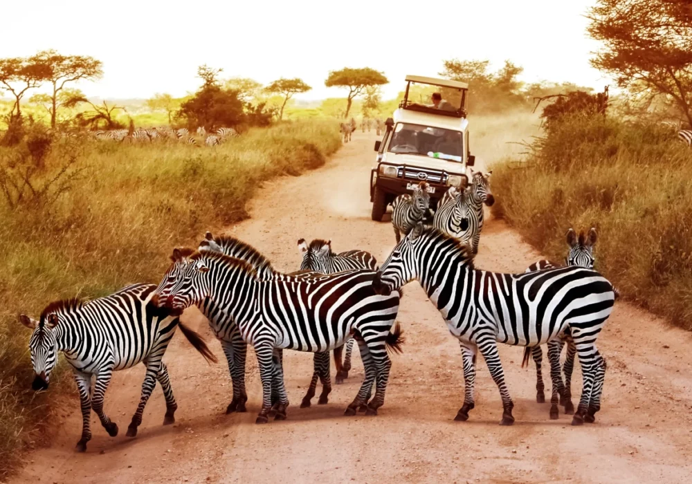 Serengeti National Park Tanzania Safari Destinations