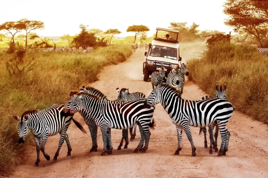 Tanzania Safari Destinations