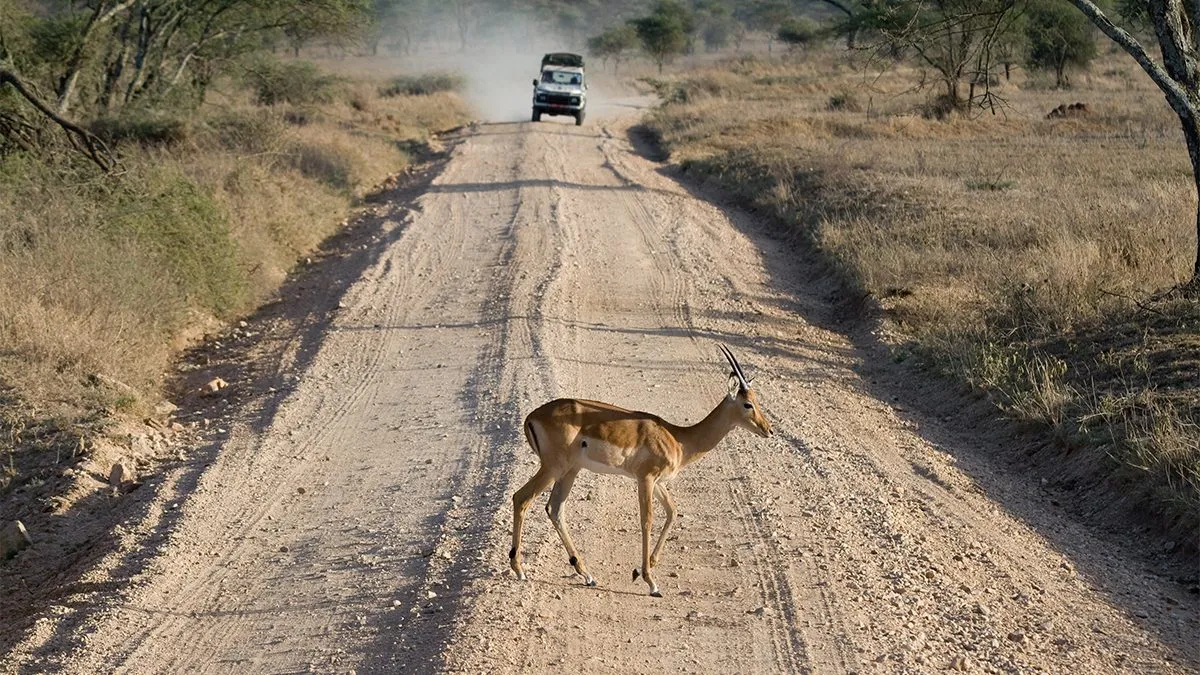 Serengeti National Park travel route
