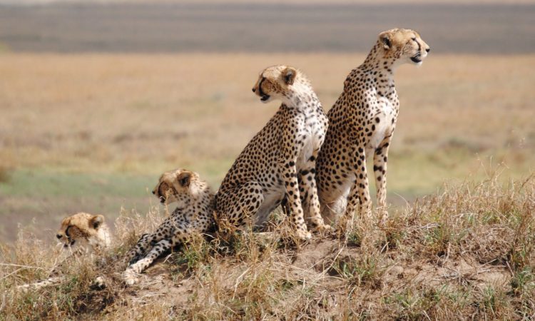 TOP Things to Know About Serengeti National Park before you go
