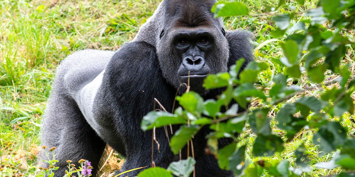 The Best Time to Visit Rwanda Gorillas for African Residents